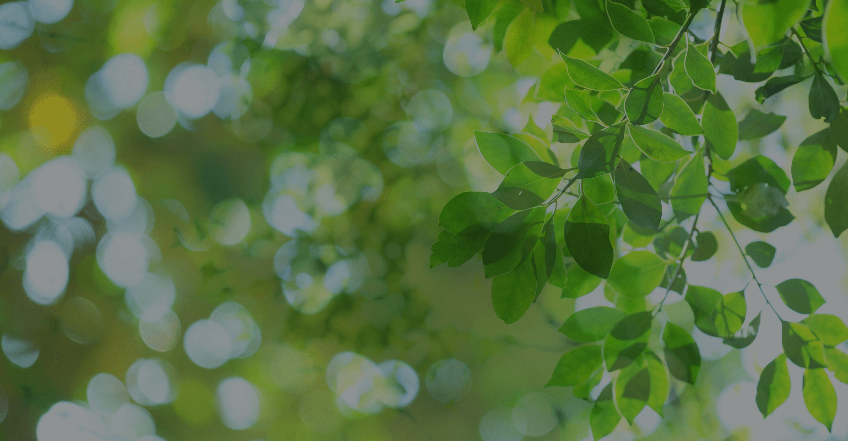 メインビューの背景画像